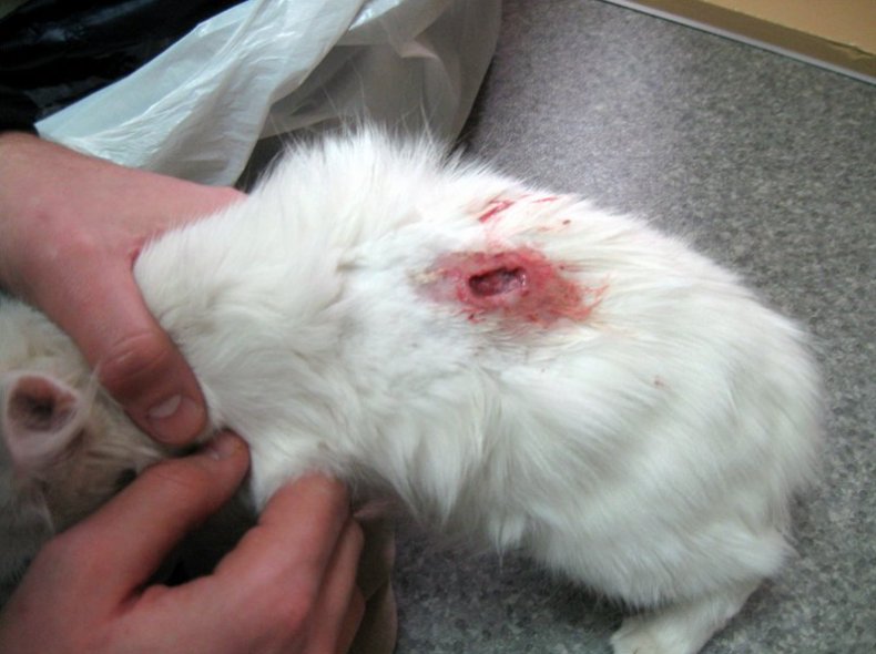 Кожные недуги у кроликов: виды и профилактика