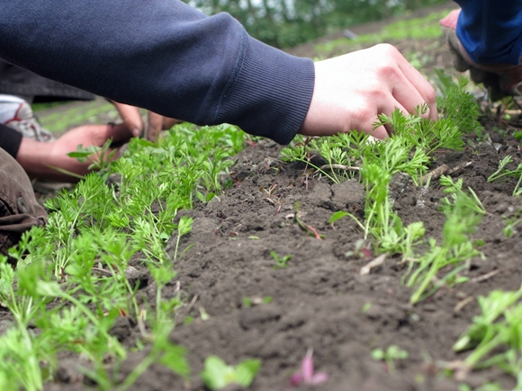 Как посадить арбузы семенами в открытый грунт