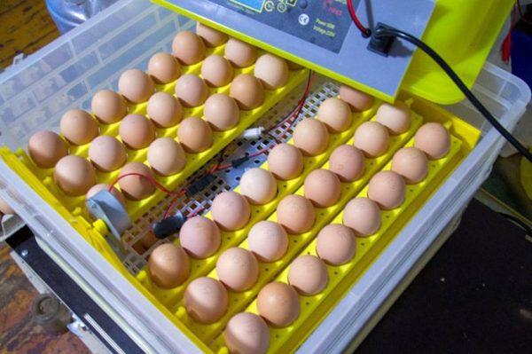Как отобрать яйца и нужно ли их мыть перед инкубацией