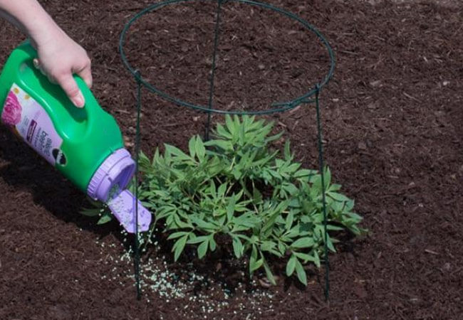 Как правильно посадить пионы в открытый грунт