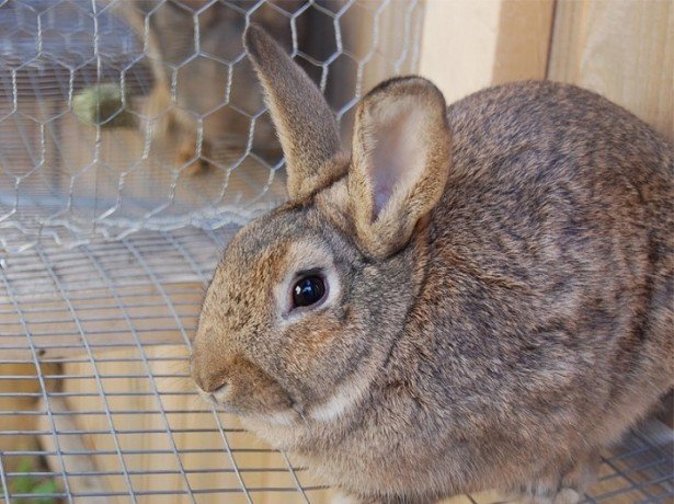 Кожные недуги у кроликов: виды и профилактика