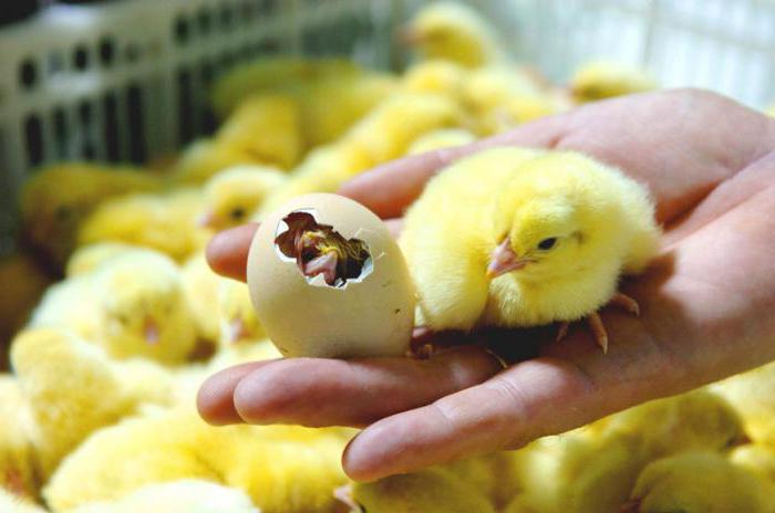 Как отобрать яйца и нужно ли их мыть перед инкубацией