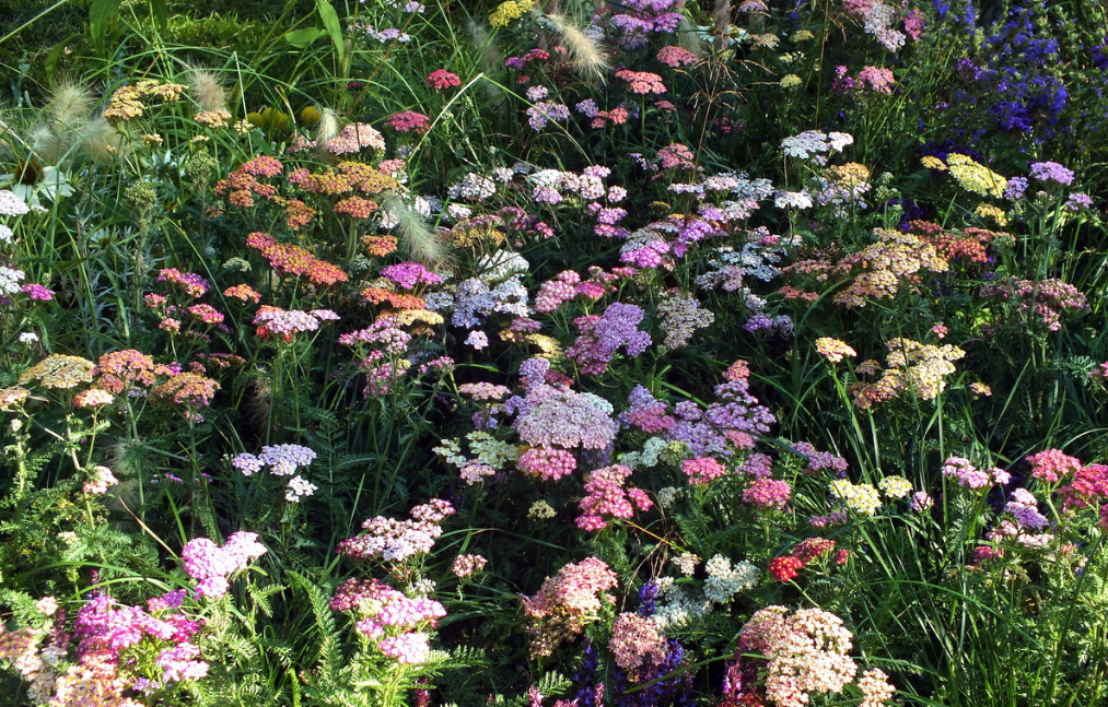 Многолетние садовые цветы для дачи – фото, названия, описания