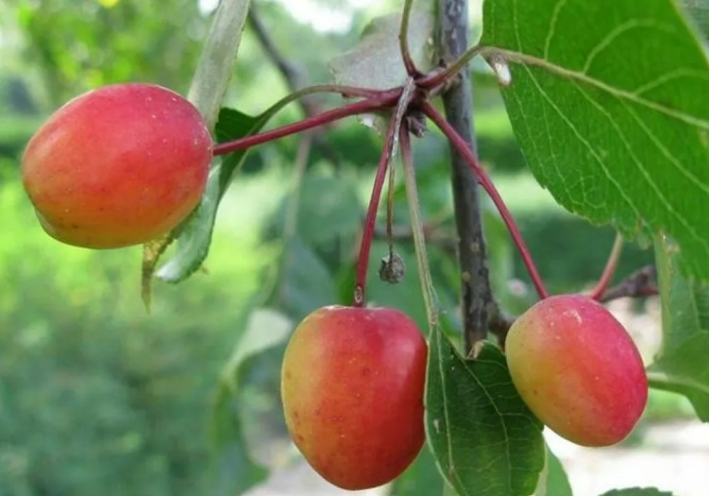Яблоня Рудольф — описание сорта с фото